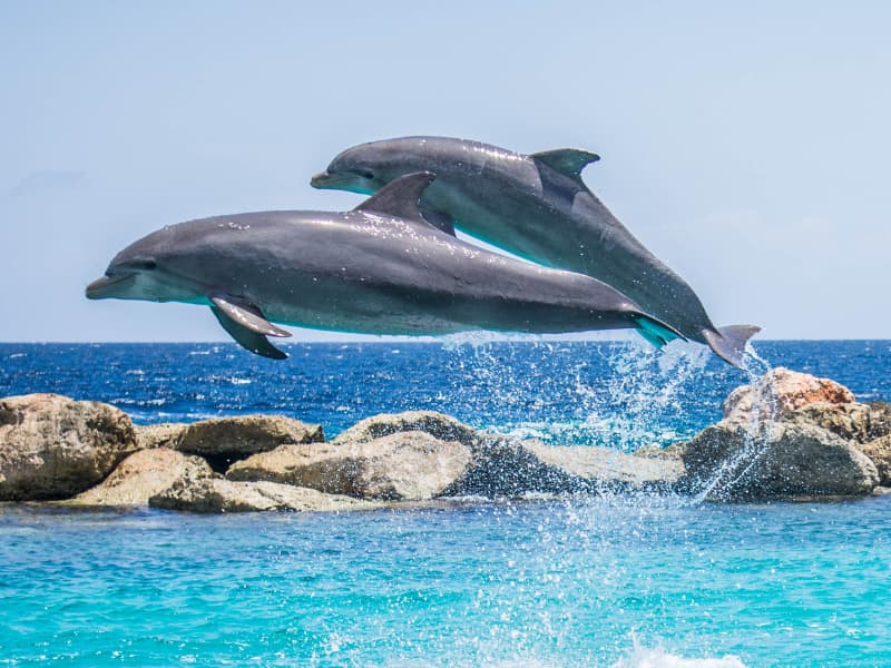 Destin Dolphin Cruise dolphins Destin Dolphin Cruise dolphins