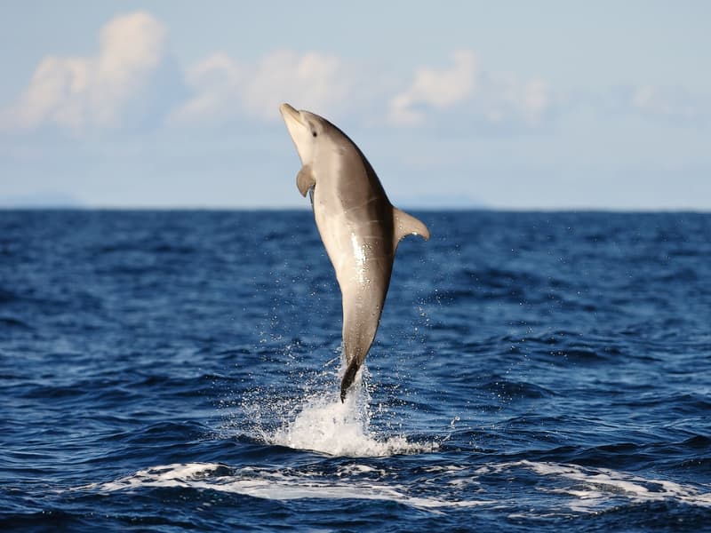 sweet jody dolphin sweet jody dolphin